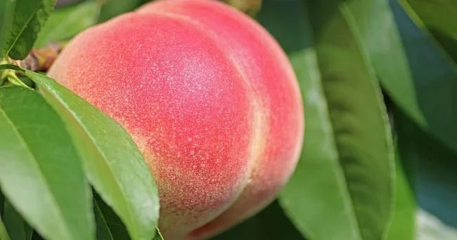 Tərkibi vitamin, lif və antioksidantlarla zəngin olan şaftalı meyvəsi insan sağlamlığına necə təsir edir? Video