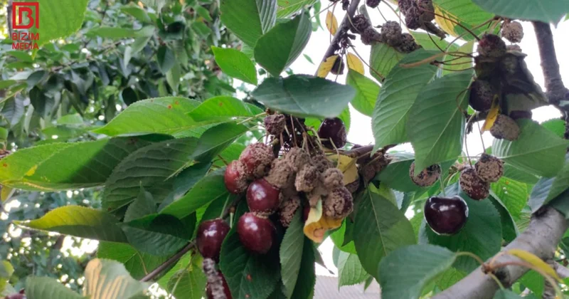 Güclü yağışın FƏSADLARI Xaçmazda gilas ağaclarda çürüdü VİDEO