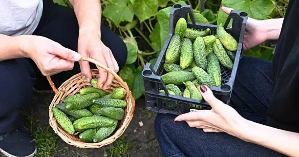 Yayda bahalaşan xiyar: Qiymətlər nə vaxt enəcək? CAVAB