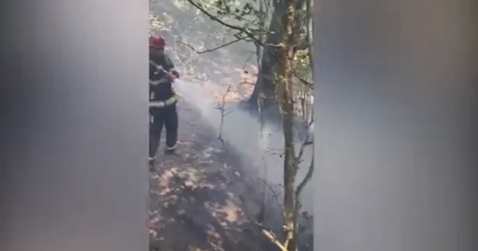 Masallının Qəriblər kəndində meşədə yanğın olub