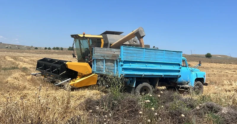 Qazaxda taxıl biçini başa çatıb
