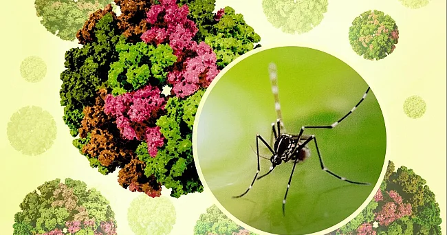 Çində yeni virus qapanmalara səbəb olub: Azərbaycanda yayıla bilərmi? XƏBƏRDARLIQ KONKRET