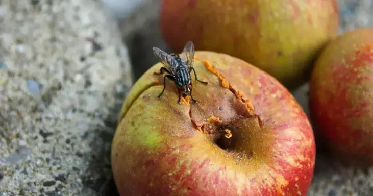 Zəhər yaydığı ortaya çıxdı! Yeməyə qonan milçək ciddi təhlükədir