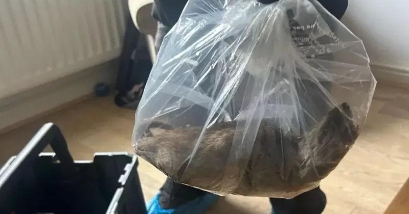 В Великобритании поймали необычно крупную крысу