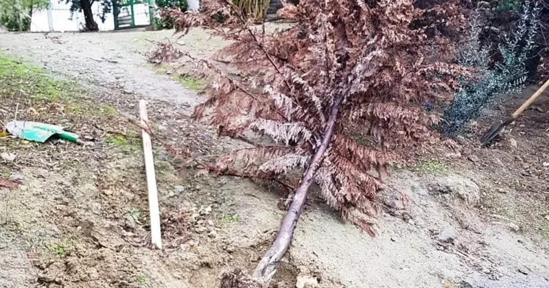 Havanın temperaturunun yüksəlməsi şəhərlərdə ağaclara necə təsir edir? EKOLOQ DANIŞDI