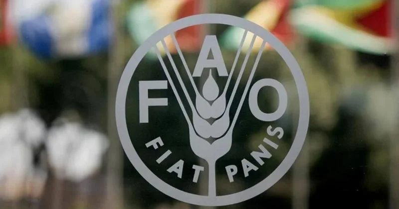 FAO: В июле выросли мировые цены на продовольствие