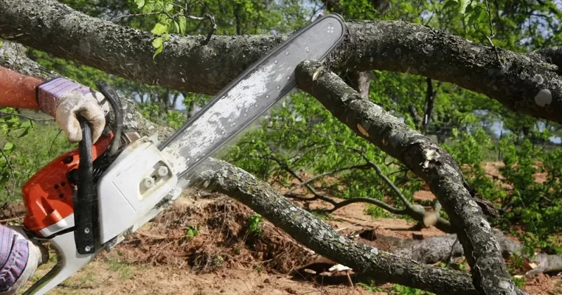 Zəngilanda yaşıllıqlar qanunsuz kəsilib