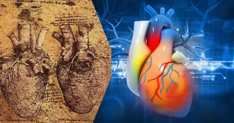 Leonardo da Vinçinin ürək rəsmlərindəki 500 illik sirr açıldı