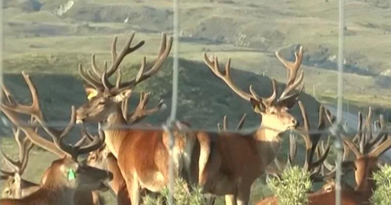 Qafqazın unikal safari parkı Şamaxıda təbiətin möcüzəsi