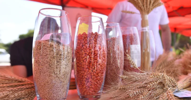 Sertifikatlı toxumun istehsalına dəstək genişləndirilir