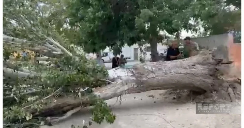 Külək nəticəsində Bakıda 15 ağac sınıb, 20 ağacın budaqları qırılıb