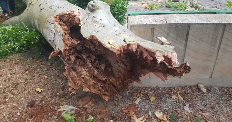 Göyçayda güclü küləyin fəsadları: ağaclar aşıb, işıq kəsilib FOTO