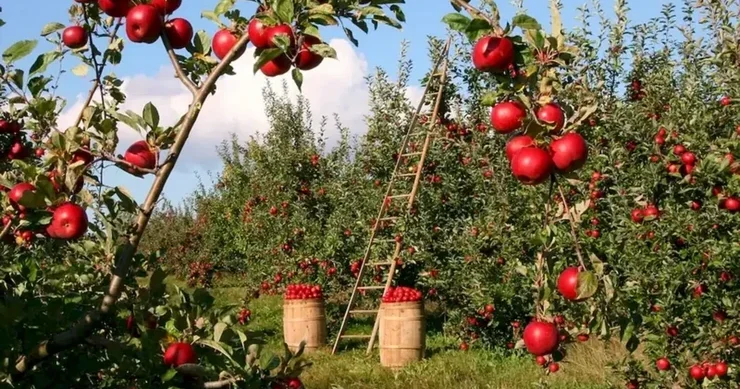 Azərbaycanda bağçılıq subsidiyalarının şərtləri sadələşdirilib