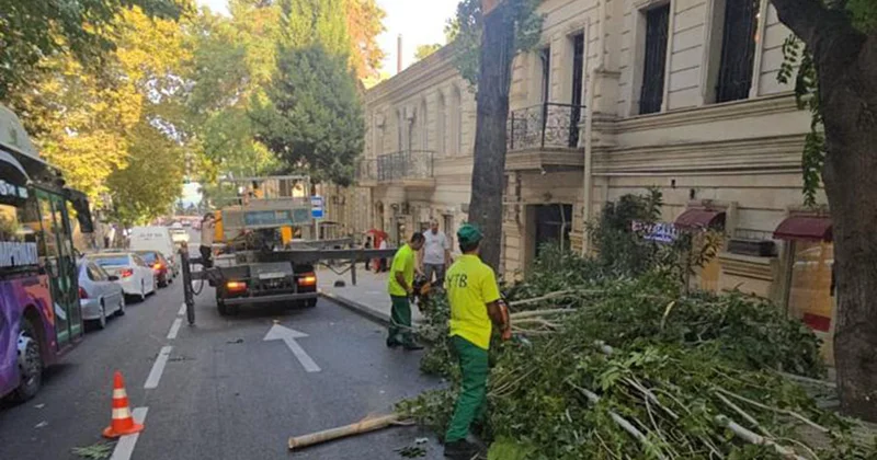 Paytaxtda küləyin fəsadları aradan qaldırılır Fotolar