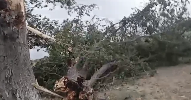 Külək irigövdəli ağacı yola AŞIRDI VİDEO