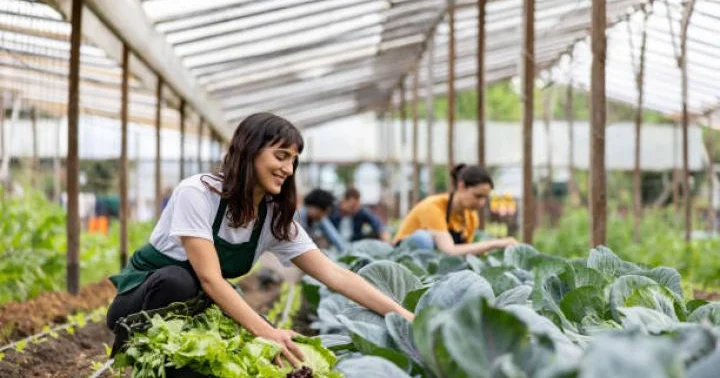 İstixanalar üzrə yeni əkin subsidiyaları tətbiq olunacaq