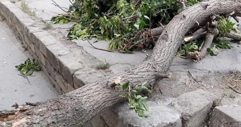 Gəncədə güclü külək irigövdəli ağacı aşırıb