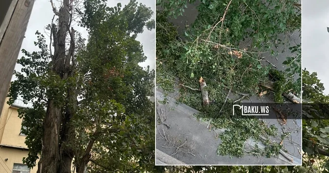 Güclü külək Bakıda ağacın budağını qopardı