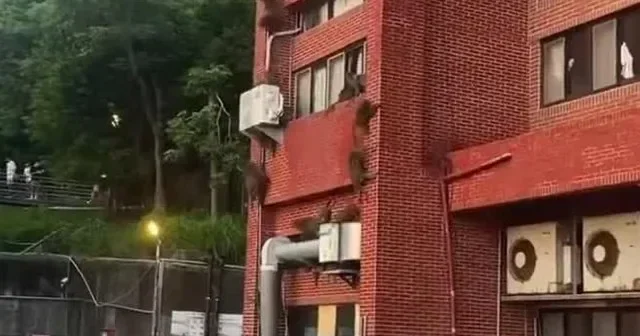 Meymunlar universitetə basqın etdilər VİDEO