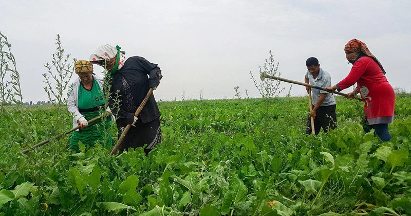 Fermerlərə böyük dəstək: Yeni subsidiya məbləğləri açıqlandı