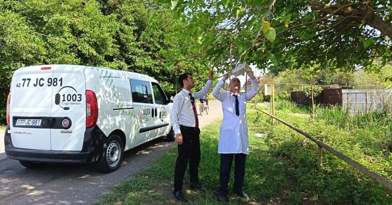 AQTA Amerika ağ kəpənəyinə qarşı monitorinq tədbirlərini davam etdirir