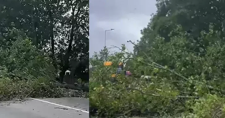 Сильный ветер повалил дерево на дороге Губа Баку