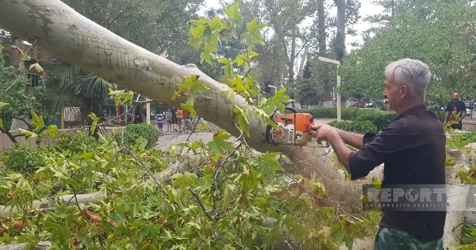 Göyçayda güclü külək ağacları aşırıb, elektrik enerjisinin verilişində fasilələr yaranıb