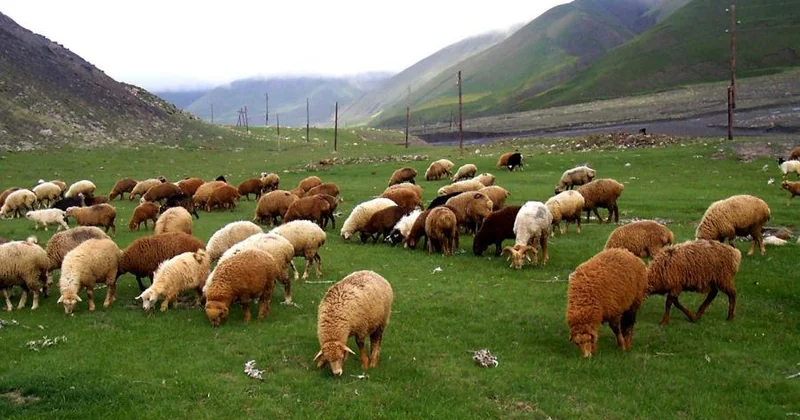 Hər qoyun və keçi saxlayana 4 manat subsidiya veriləcək
