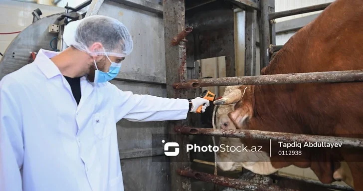 Азербайджан вводит дифференцированные субсидии на искусственное осеменение скота
