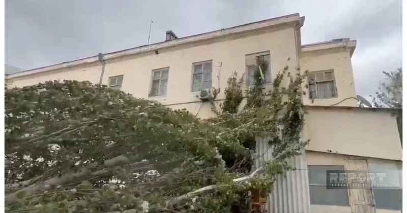 Sumqayıtda ağac peşə liseyinin üzərinə aşdı FOTO