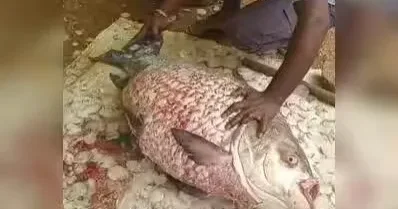 Hindistanda nəhəng balıq TUTULDU