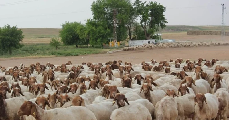 Örüş və otlaqlarda yem bazasının yaxşılaşdırılması məqsədilə xırdabuynuzlu heyvandarlığa subsidiya ayrılacaq
