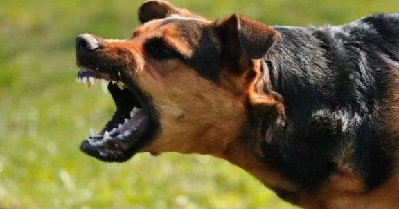Tovuzda it dişləyən məktəbli 1 ay sonra öldü