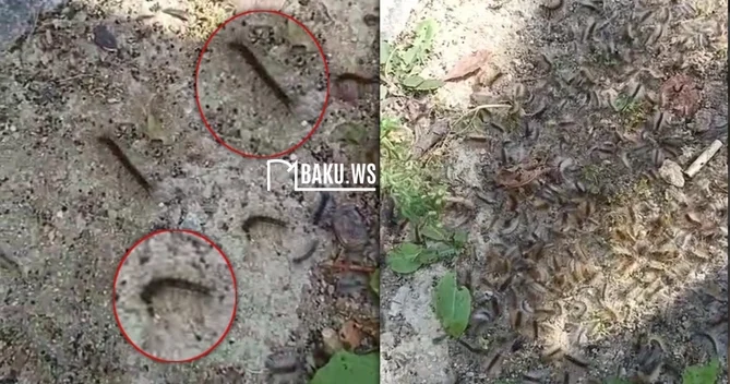 Bakı sakinlərinin həyətinə tırtıl HÜCUMU Sakinlər təngə gəldi