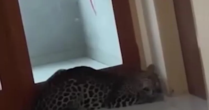 Otelə soxulan leopard insanlara hücum etdi