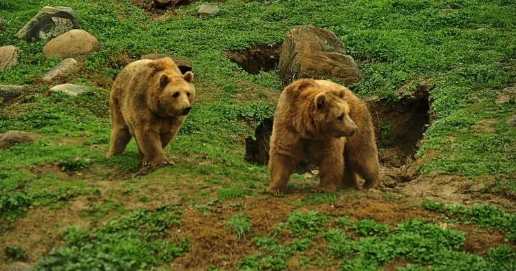 Yüzlərlə ayının məhv edilməsinə icazə verildi Bu ölkədə