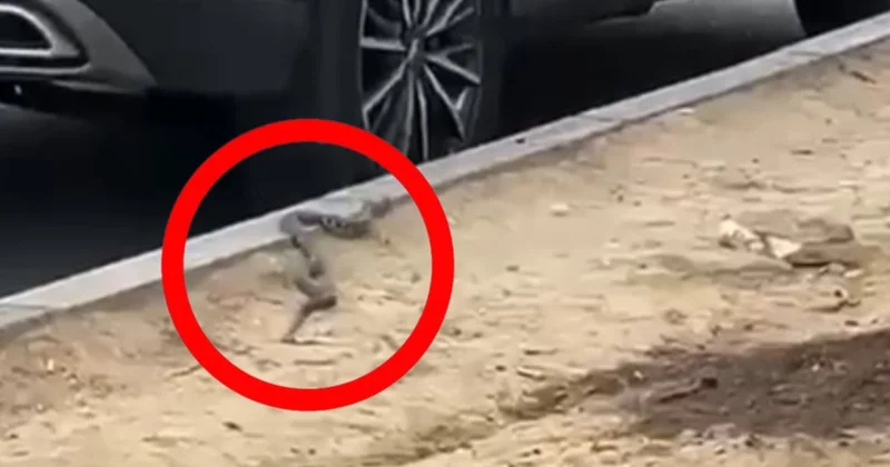Bakıda soyuq havada ilan? Məktəbin qarşısında peyda olması valideynləri narahat etdi VİDEO