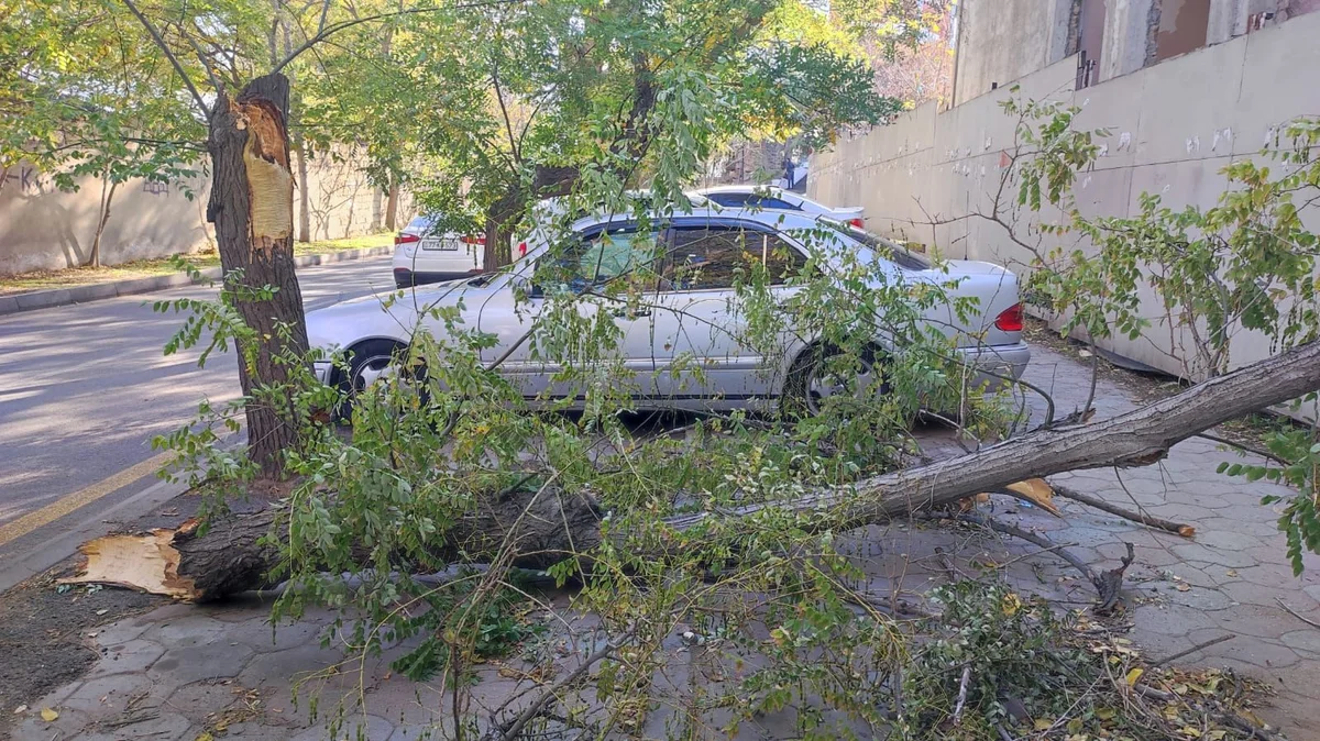 Qırılan ağac 3 gündür yoldan yığışdırılmır FOTO