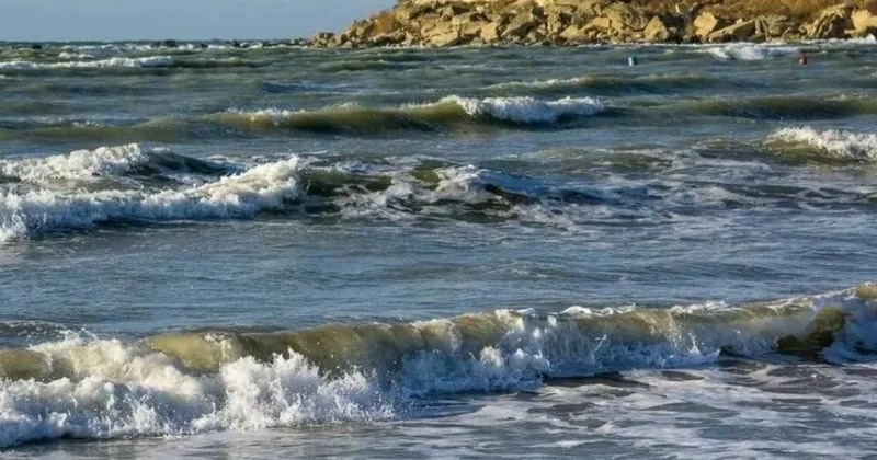 BP Azerbaijan: В районе блока Карабах на Каспии обнаружены редкие виды рыб