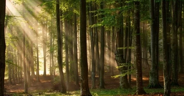 В Азербайджане начата инвентаризация и маркировка деревьев в чувствительных лесных зонах