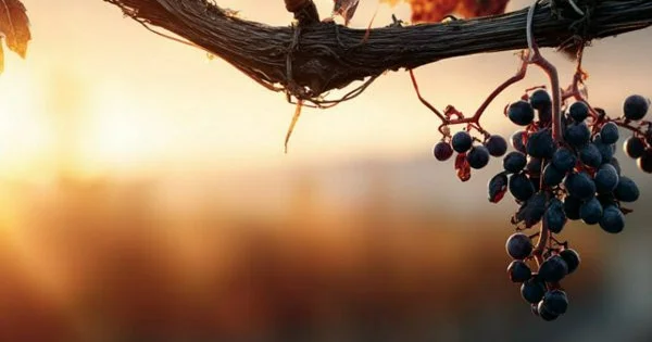 EResearch Letters: климатические технологии не спасут кофе, вино и шоколад