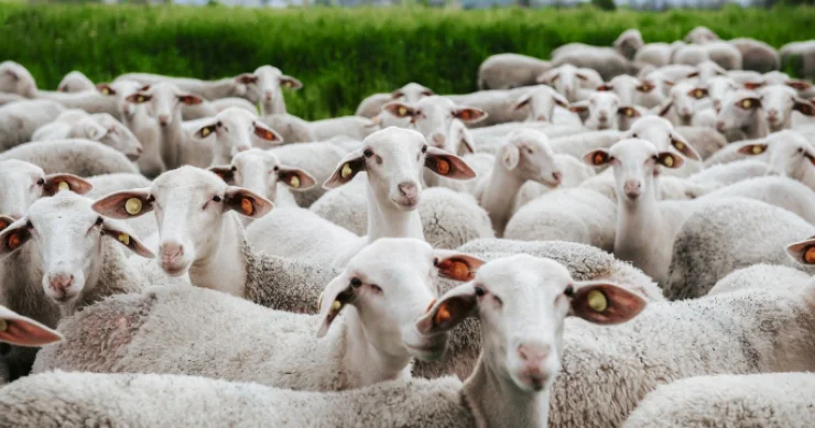 “Qoyunla oyun, ətlə rüşvət, rüşvətlə siyasət qafiyələnirsə, bizimki qalıb Allaha...“