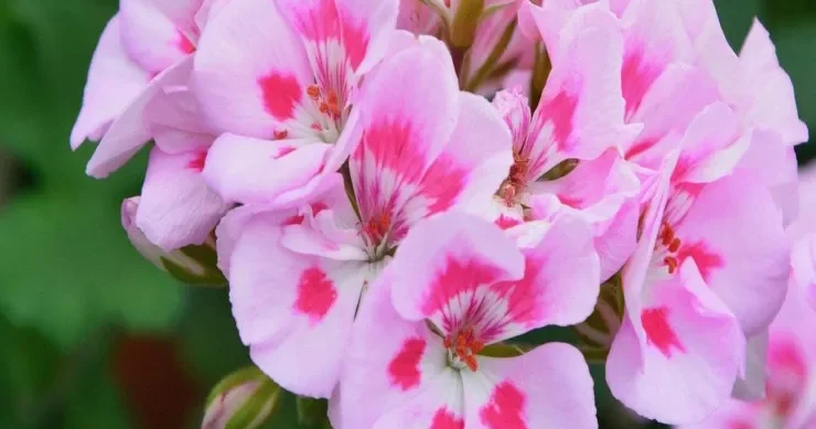 Subay qızlar bu gülləri evdə saxlamasın, yoxsa...