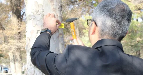 Naxçıvanda ağacların nömrələnməsinə başlanılıb