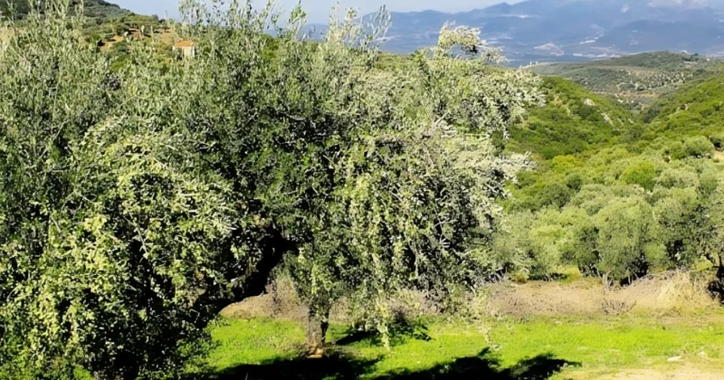 Bu meyvə yalnız 4 ölkədə yetişir FOTO