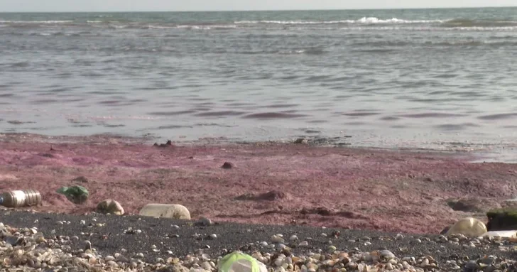 Кровавые волны : загадочное явление на побережье Каспия встревожило местных жителей