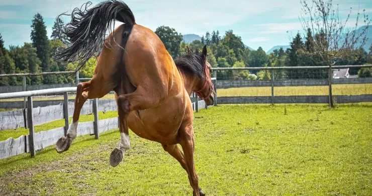 At hamilə qadını öldürdü