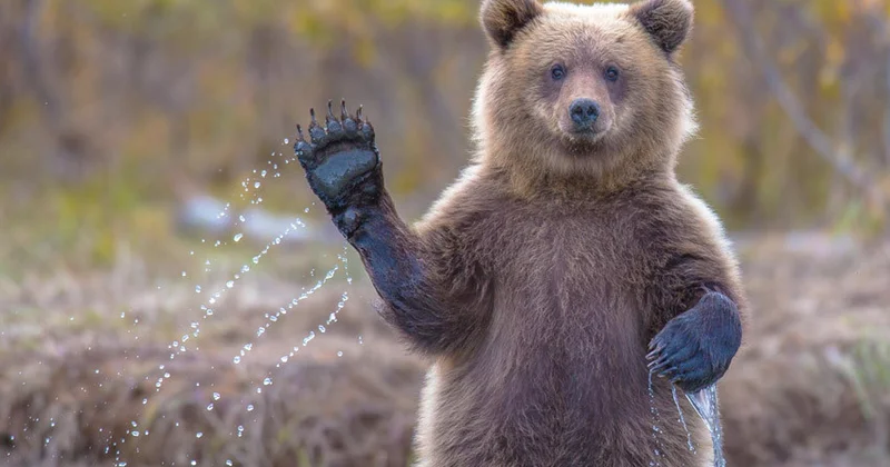 Медведи терроризируют Японию: власти задействовали армию