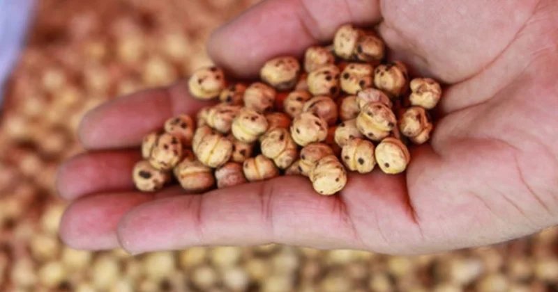 Gündə bir ovuc qovrulmuş noxud yeyin Faydaları