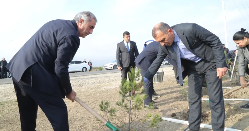 Hacıqabulda 2000 ağac əkildi